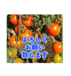 野菜大好き！【日常言葉】（個別スタンプ：16）