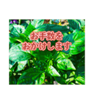 野菜大好き！【日常言葉】（個別スタンプ：17）