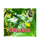 野菜大好き！【日常言葉】（個別スタンプ：22）