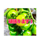 野菜大好き！【日常言葉】（個別スタンプ：26）