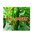 野菜大好き！【日常言葉】（個別スタンプ：27）