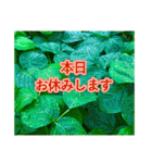 野菜大好き！【日常言葉】（個別スタンプ：32）