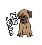 土佐犬ゴロウの日常言葉（個別スタンプ：20）