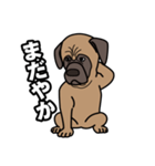 土佐犬ゴロウの日常言葉（個別スタンプ：24）