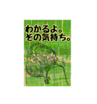 絶滅危惧種メッセージ（個別スタンプ：2）