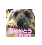 愉快なオレオの日常（個別スタンプ：3）