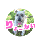 愉快なオレオの日常（個別スタンプ：7）