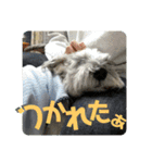 愉快なオレオの日常（個別スタンプ：19）