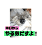 愉快なオレオの日常（個別スタンプ：20）