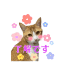 うちの3姉妹ぷらすYUZU（個別スタンプ：1）