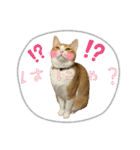 うちの3姉妹ぷらすYUZU（個別スタンプ：5）