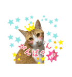 うちの3姉妹ぷらすYUZU（個別スタンプ：9）