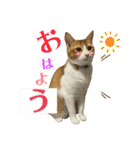 うちの3姉妹ぷらすYUZU（個別スタンプ：20）