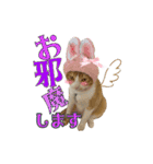 うちの3姉妹ぷらすYUZU（個別スタンプ：21）