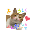 うちの3姉妹ぷらすYUZU（個別スタンプ：22）