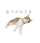 ねこのあるくん（個別スタンプ：6）