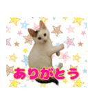 保護猫ムサシのスタンプ（個別スタンプ：3）