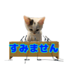 保護猫ムサシのスタンプ（個別スタンプ：21）