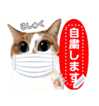 Hall Link Lunch Sticker（個別スタンプ：10）