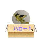 熱帯魚002（個別スタンプ：3）