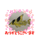 熱帯魚002（個別スタンプ：15）