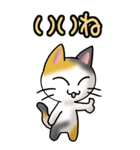 猫ねこにゃんこ その1（三毛）日常会話（個別スタンプ：34）