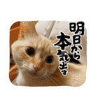 sasakamaneco（個別スタンプ：14）