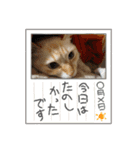 sasakamaneco（個別スタンプ：17）