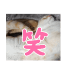 sasakamaneco（個別スタンプ：30）