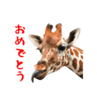 動く！カワウソと動物の仲間たち（個別スタンプ：9）