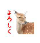 動く！カワウソと動物の仲間たち（個別スタンプ：11）