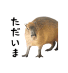 動く！カワウソと動物の仲間たち（個別スタンプ：17）