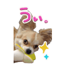 愛犬Bigコナンちゃん（個別スタンプ：1）