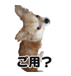 愛犬Bigコナンちゃん（個別スタンプ：3）