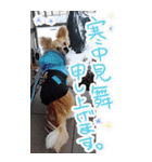 愛犬Bigコナンちゃん（個別スタンプ：11）