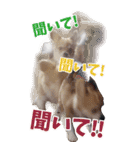 愛犬Bigコナンちゃん（個別スタンプ：17）