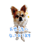 愛犬Bigコナンちゃん（個別スタンプ：18）