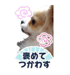 愛犬Bigコナンちゃん（個別スタンプ：24）