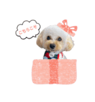 トイプーのイブりん（個別スタンプ：1）