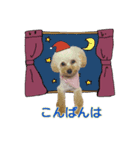 トイプーのイブりん（個別スタンプ：3）