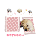 トイプーのイブりん（個別スタンプ：4）