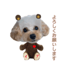 トイプーのイブりん（個別スタンプ：5）