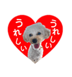 トイプーのイブりん（個別スタンプ：6）