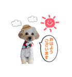 トイプーのイブりん（個別スタンプ：7）