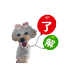 トイプーのイブりん（個別スタンプ：8）