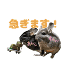 チンチラすみれとチラ友スタンプ（個別スタンプ：13）
