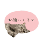 3匹の猫のスタンプ2（個別スタンプ：2）