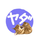 3匹の猫のスタンプ2（個別スタンプ：7）