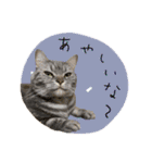 3匹の猫のスタンプ2（個別スタンプ：8）