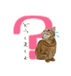 3匹の猫のスタンプ2（個別スタンプ：10）